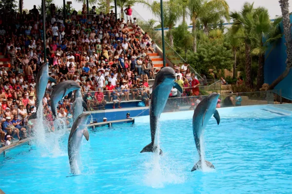 Dolphin Show & Swimming Experience